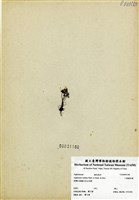 藏品(小葉鐵角蕨)的圖片